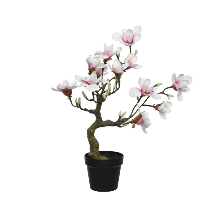 PIANTA MAGNOLIA PINK H60